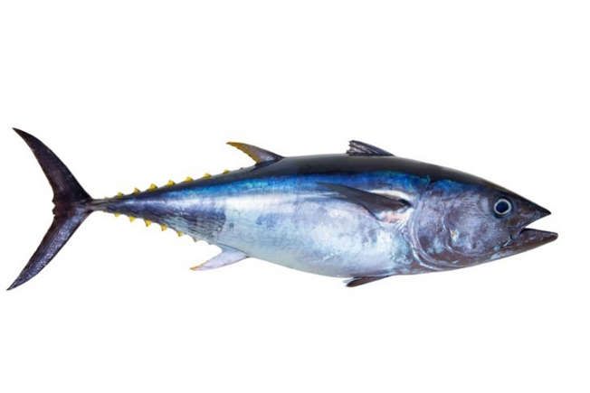 El atún