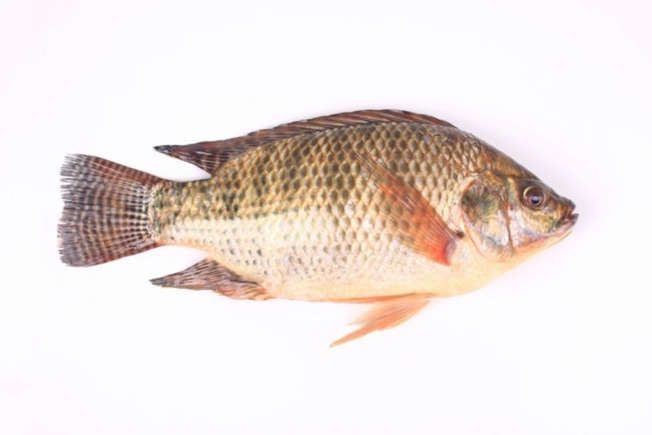 La Tilapia