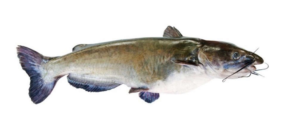 El Bagre