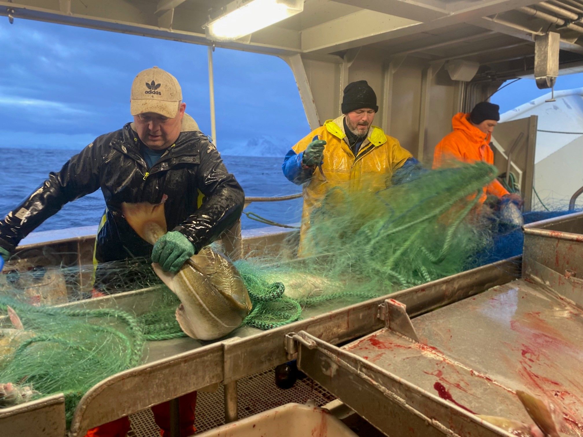 Un día de pesca a por el skrei, el "pata negra" de los bacalaos