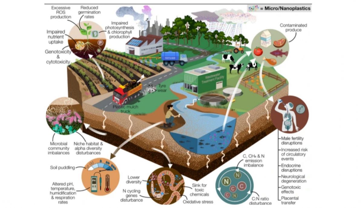 Alerta por microplásticos en los vegetales Alerta por microplásticos en los vegetales