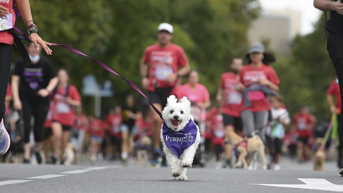 Vuelve el Perrotón:  la Carrera Solidaria por la Adopción y Tenencia Responsable de Animales de Compañía