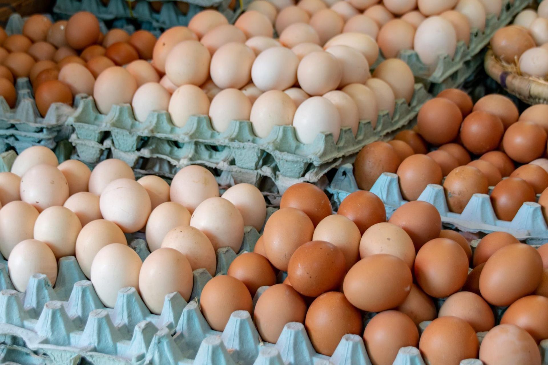 La conservacion de los huevos