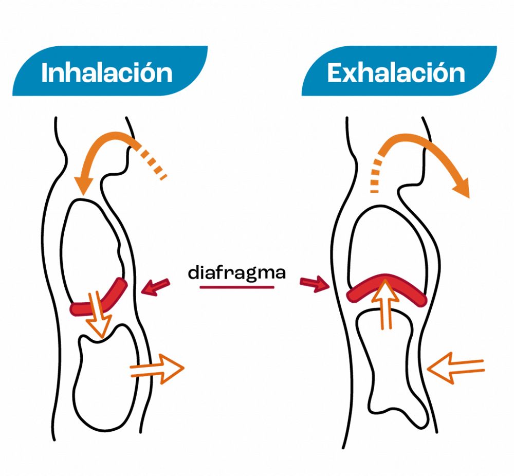 Que pasa en el suelo pélvico al respirar Que pasa en el suelo pélvico al respirar
