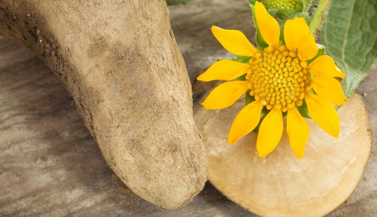 raíz de yacón con flor y hojas raíz de yacón con flor y hojas