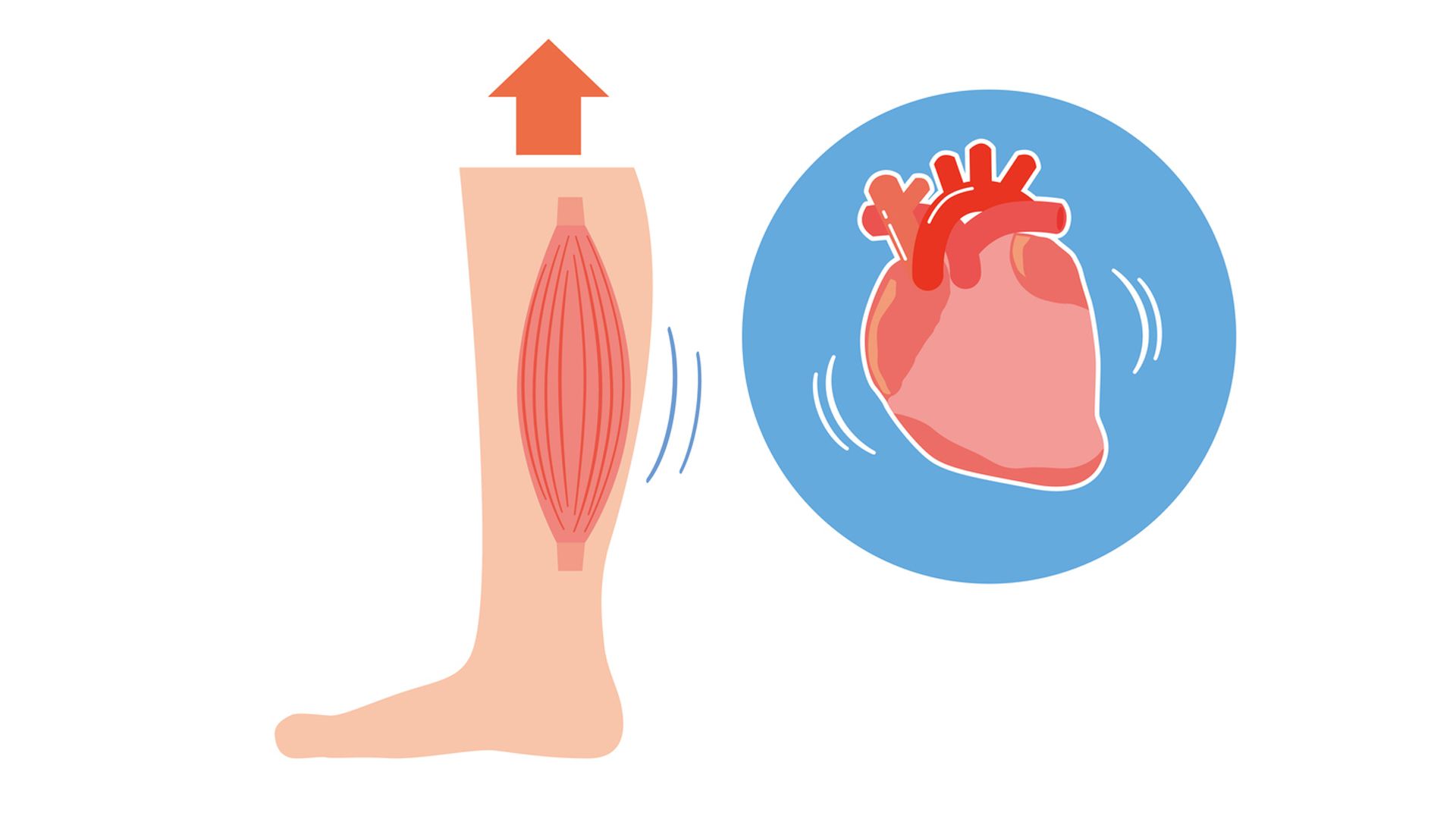 ¿Por qué los gemelos son el segundo corazón?