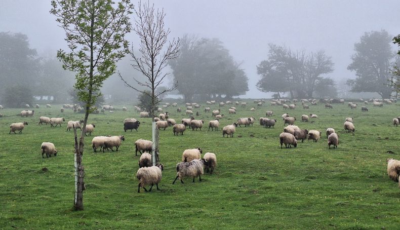 CN Vasco Navarro (82) CN Vasco Navarro (82)