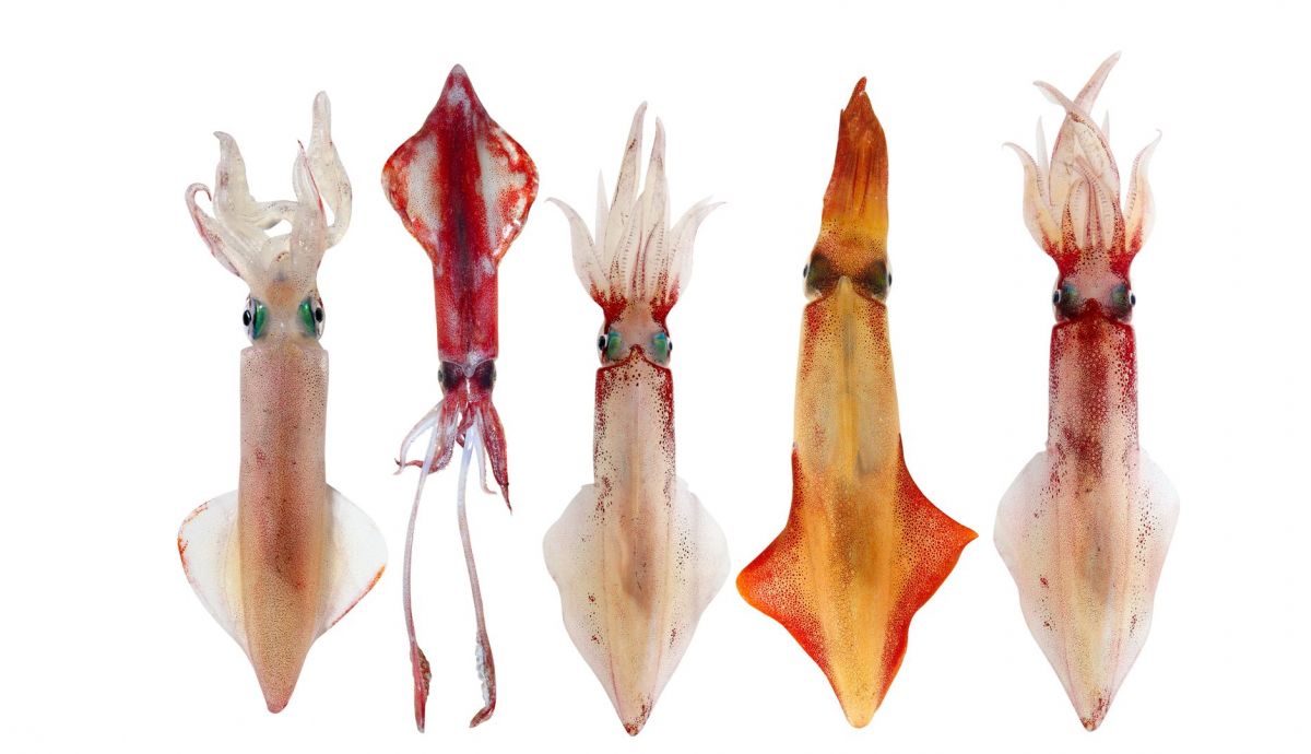 Diferentes tipos de calamares Diferentes tipos de calamares