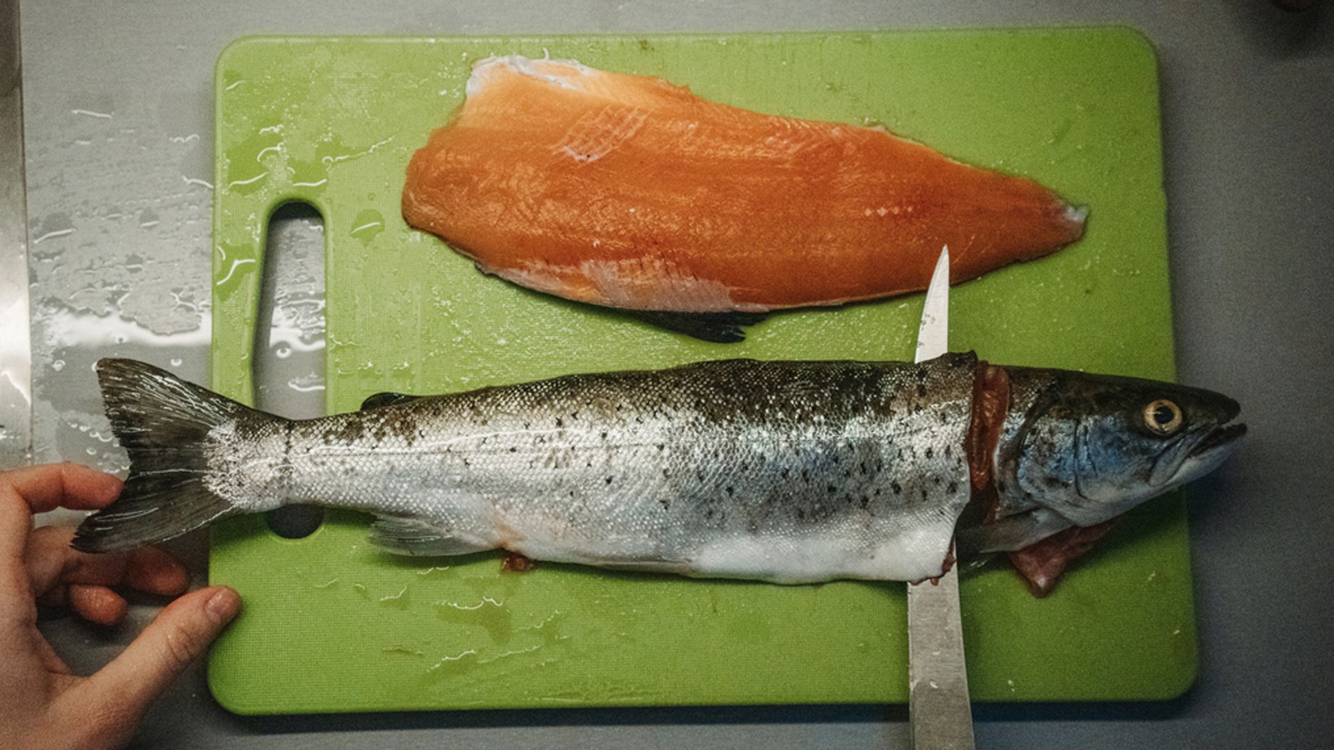 Trucha, un pescado de río muy apreciado y de alto valor nutricional