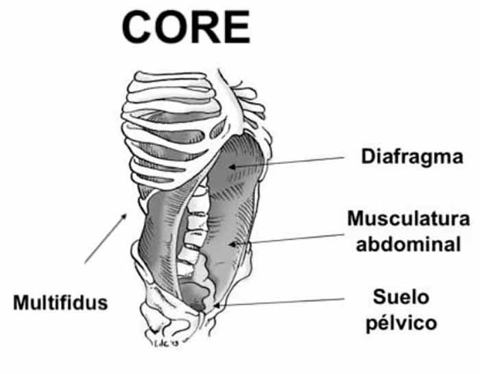 Musculatura del core