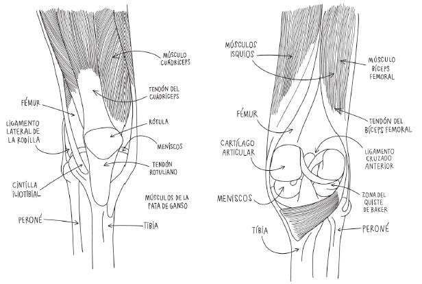 ilustración rodilla