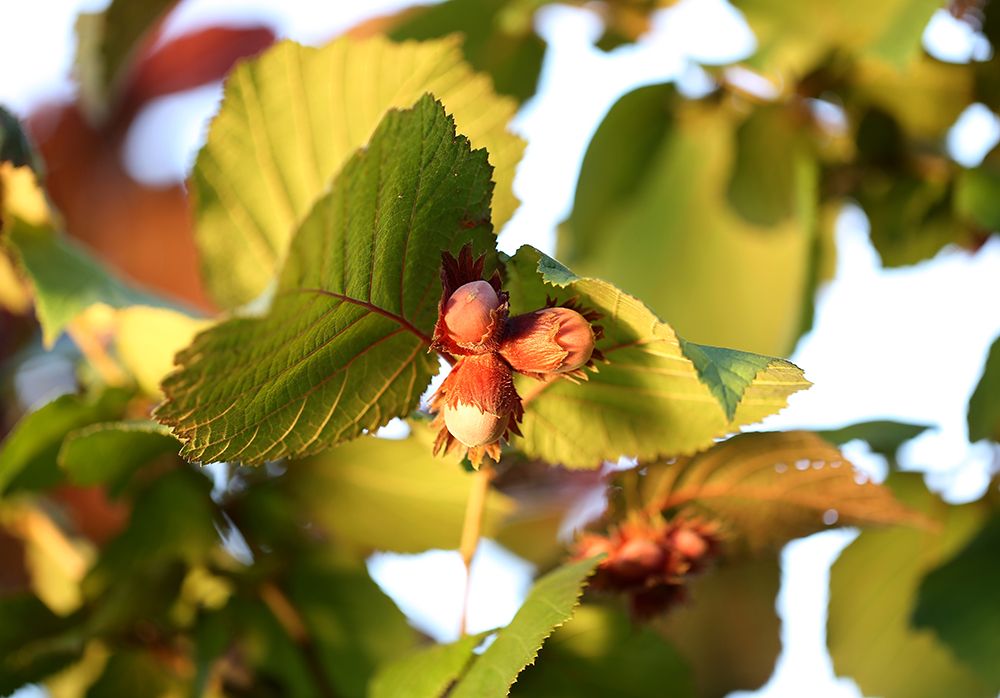 Arbol avellano con avellanas en rama