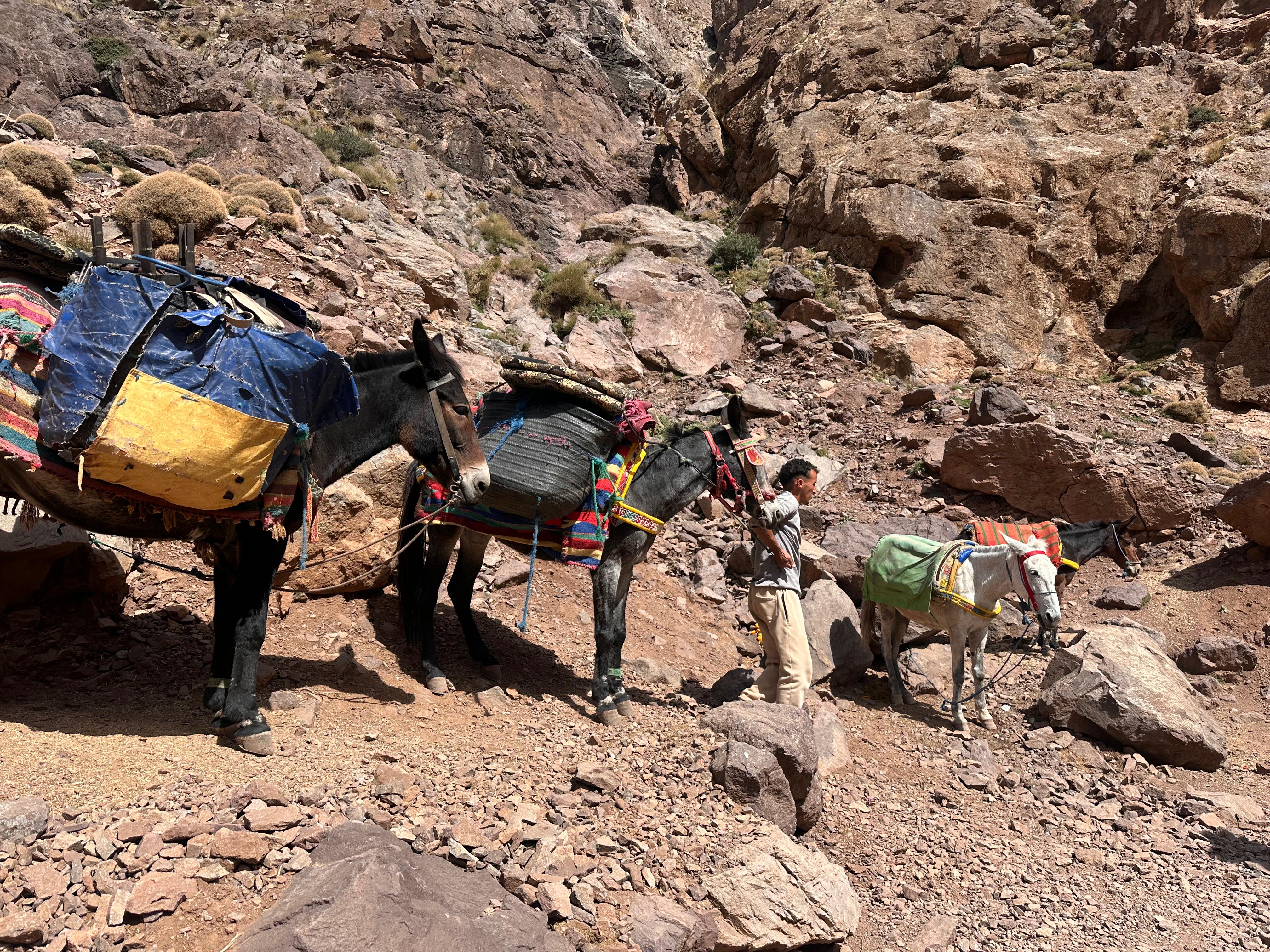 Porteadores con mulas refugio Toubkal
