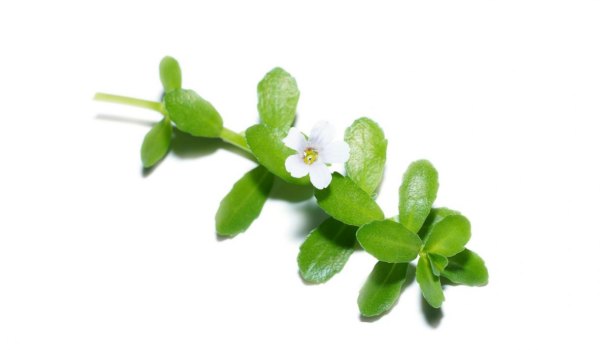 Bacopa monnieri Bhrami