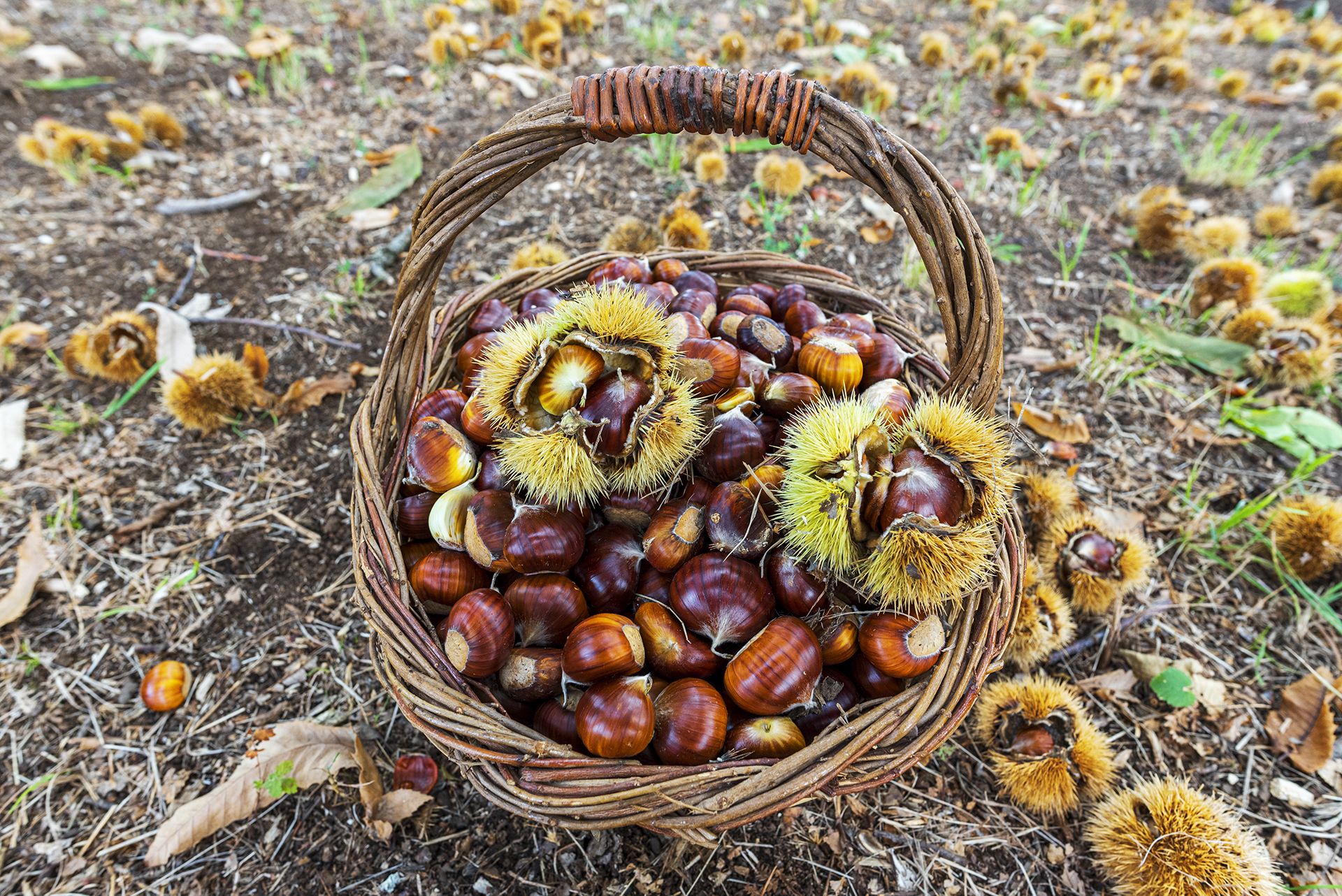 Las castañas y sus increíbles beneficios para nuestra salud