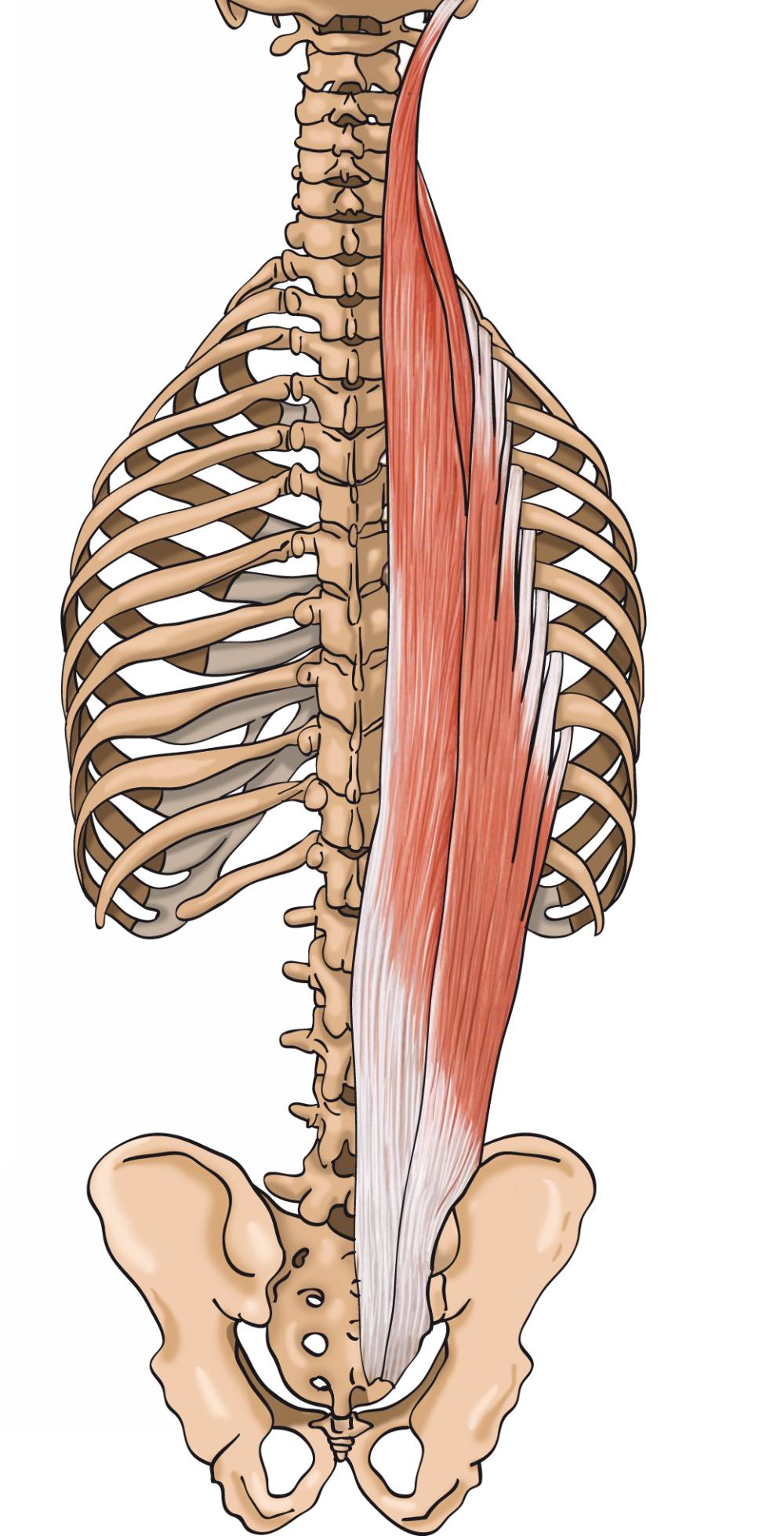 Musculatura erectora de la columna