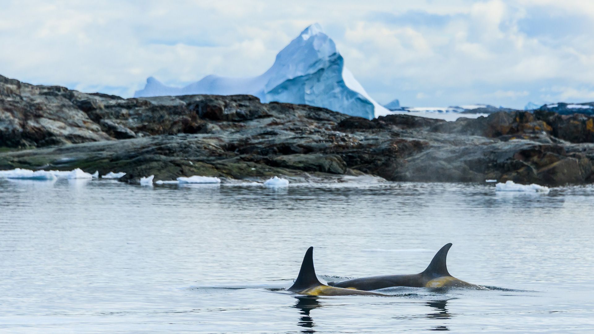 Antártida a remo y a vela: la aventura de llegar al último gran territorio salvaje. Imágenes imborrables, como la de esta manada de orcas con un fondo impresionante (Foto: Rafa Ruiz)