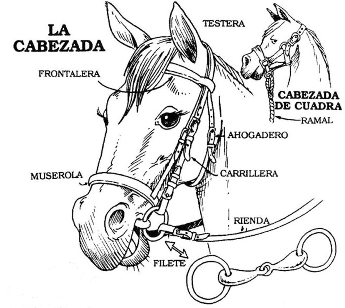 Cabezada (Ilustración: www.jesse-dibujante.com)