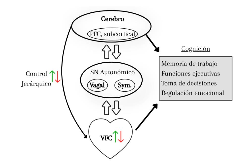 El cuerpo técnico del cerebro