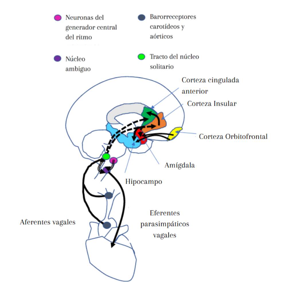 Cuerpo técnico del cerebro