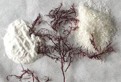 Imagen de Galeria de ¿Qué es el agar-agar?