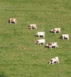 Imagen de Galeria de