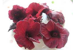 Imagen de Galeria de Mejora tu hipertensión y cuida tu corazón con música, risas y té de hibisco