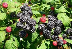 Imagen de Galeria de Frutas y hortalizas para prevenir el cáncer