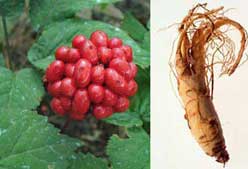 Imagen de Galeria de Suplementos anti-estrés