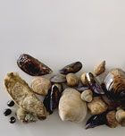 Imagen de Galeria de Aumenta el metabolismo comiendo marisco