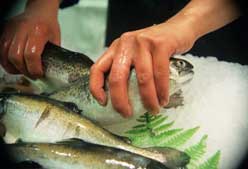 Imagen de Galeria de Más pescado para mujeres