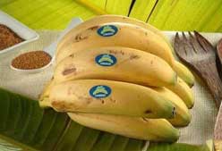 Imagen de Galeria de Plátano de Canarias para prevenir la gripe A