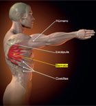 Imagen de Galeria de Estabilizador de la escápula, fortalece tu serrato anterior