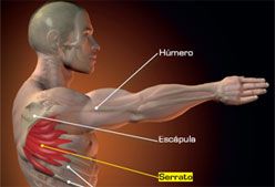 Imagen de Galeria de Estabilizador de la escápula, fortalece tu serrato anterior