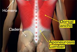 Imagen de Galeria de Cómo fortalecer y estirar el músculo dorsal ancho