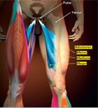 Imagen de Galeria de Aductores de piernas, ¿sabes cómo ejercitarlos y estirarlos?