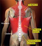 Imagen de Galeria de Cómo fortalecer y estirar el músculo dorsal ancho