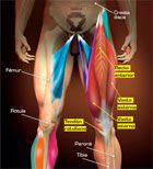 Imagen de Galeria de Extensiones de rodilla