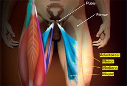 Imagen de Galeria de Aductores de piernas, ¿sabes cómo ejercitarlos y estirarlos?