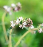 Imagen de Galeria de Las plantas medicinales