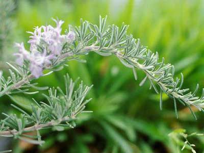 Imagen de Galeria de Las plantas medicinales