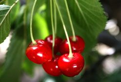 Imagen de Galeria de Picotas y cerezas, joyas del verano