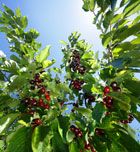 Imagen de Galeria de Picotas y cerezas, joyas del verano