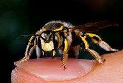 Imagen de Galeria de ¿Cómo evitar las picaduras de abejas y avispas?