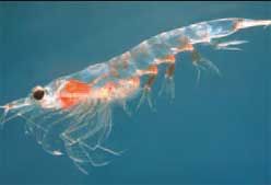 Imagen de Galeria de Concentrado de krill, proteínas y omega 3 del océano
