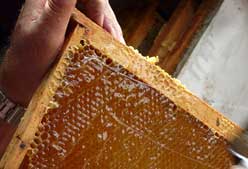 Imagen de Galeria de Las propiedades medicinales de la miel