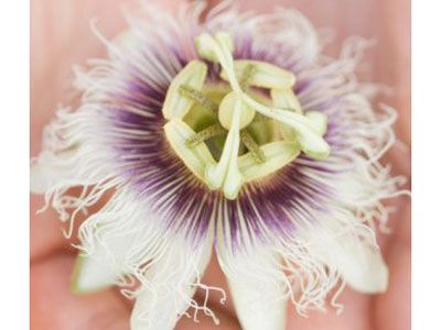 Imagen de Galeria de Las plantas para dormir bien