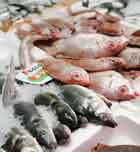 Imagen de Galeria de Más pescado en tu dieta deportista