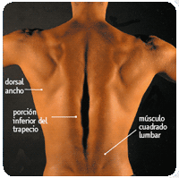 Imagen de Galeria de ¡No más dolores de espalda!