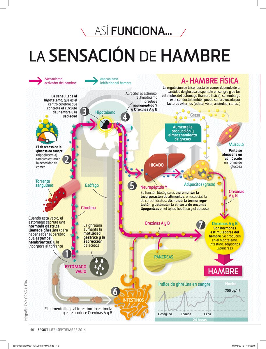 ¿Por qué se produce la sensación de hambre?
